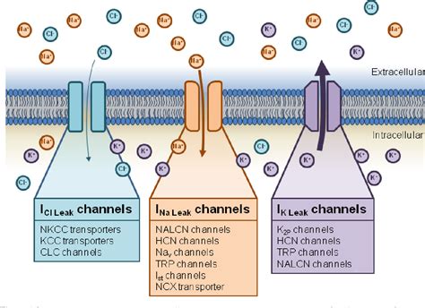 sodium leak channels|neuroscience